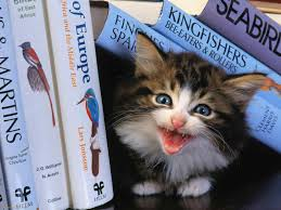 books and cats