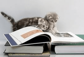 kittens and books