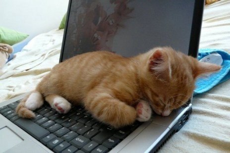 puppies-kittens-falling-asleep2