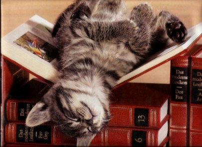 kittens and books