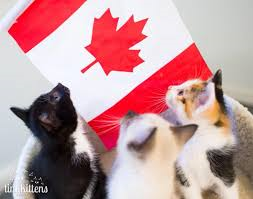 canada day kittens